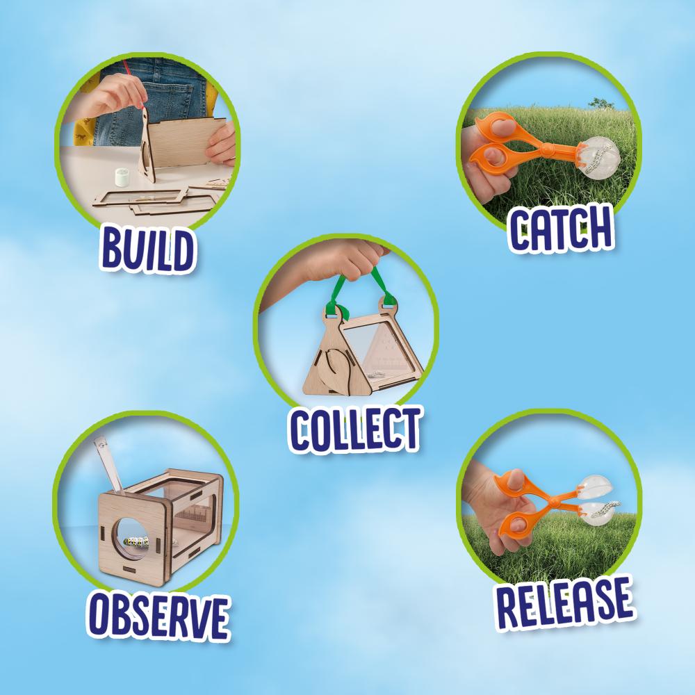 Insect Observation